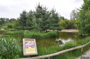 Ancien enclos des flamants nains