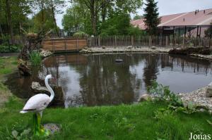 Bassin avec flamants en plastique