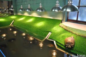 Unes des structures d'accueil pour tortues aquatiques