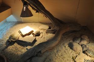 Terrarium pour tortues terrestres