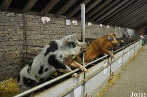 Installations intérieures des cochons