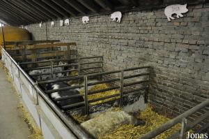 Installations intérieures des cochons