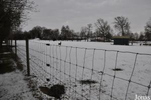 Enclos des cerfs sikas et des daims communs