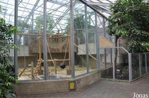 Installations intérieures des orangs-outans