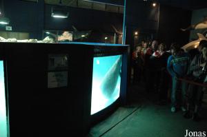 Manatee pool in the aquarium