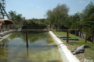 Crocodiles and alligators exhibit