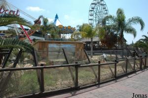 Crocodiles and alligators exhibit