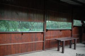 Aviary for Northern goshawks and short-toed snake-eagles