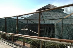 White-fronted lemurs exhibit