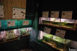Room for amphibians in Aquario Vasco da Gama