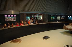 Oval pool for turtles in Aquario Vasco da Gama