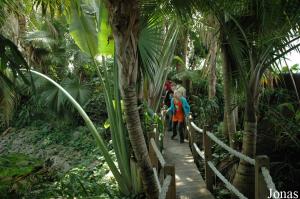 Tropical Indian Ocean display