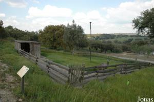 Emus enclosure