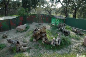 Striped skunks exhibit