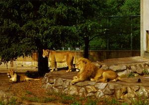 Carte postale