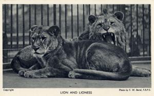 Carte postale