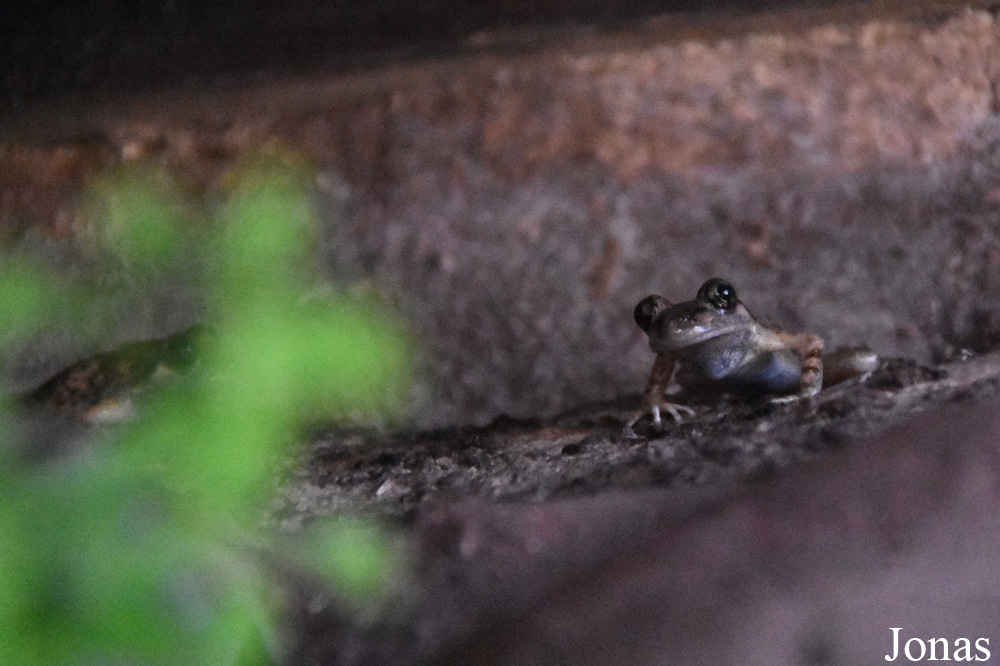 Alytes muletensis