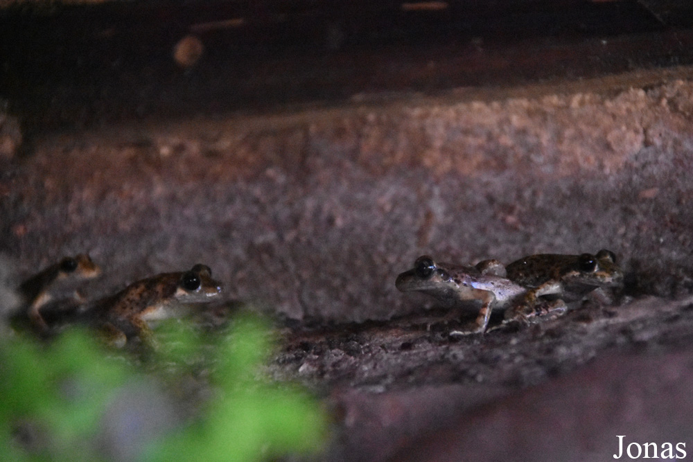 Alytes muletensis