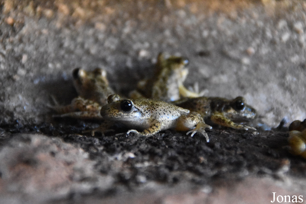 Alytes muletensis
