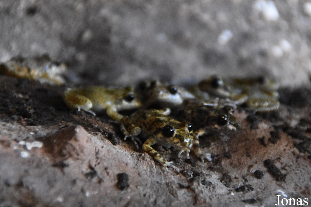 Alytes muletensis