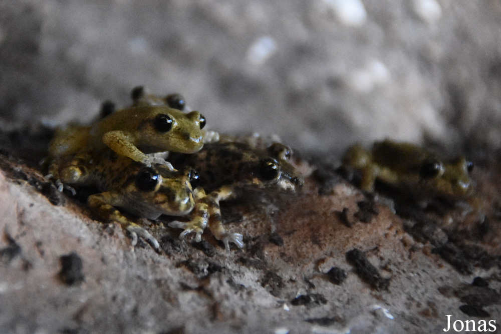 Alytes muletensis