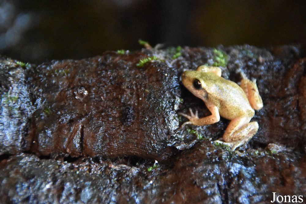 Alytes muletensis