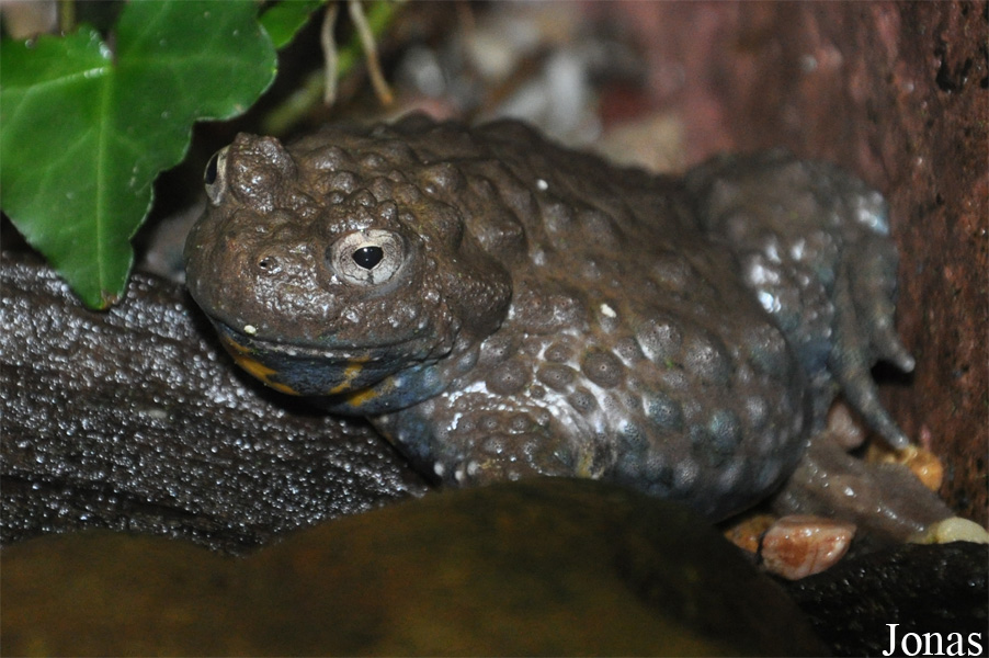 Bombina variegata