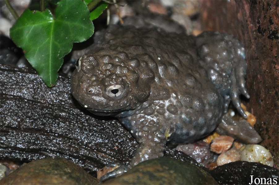 Bombina variegata