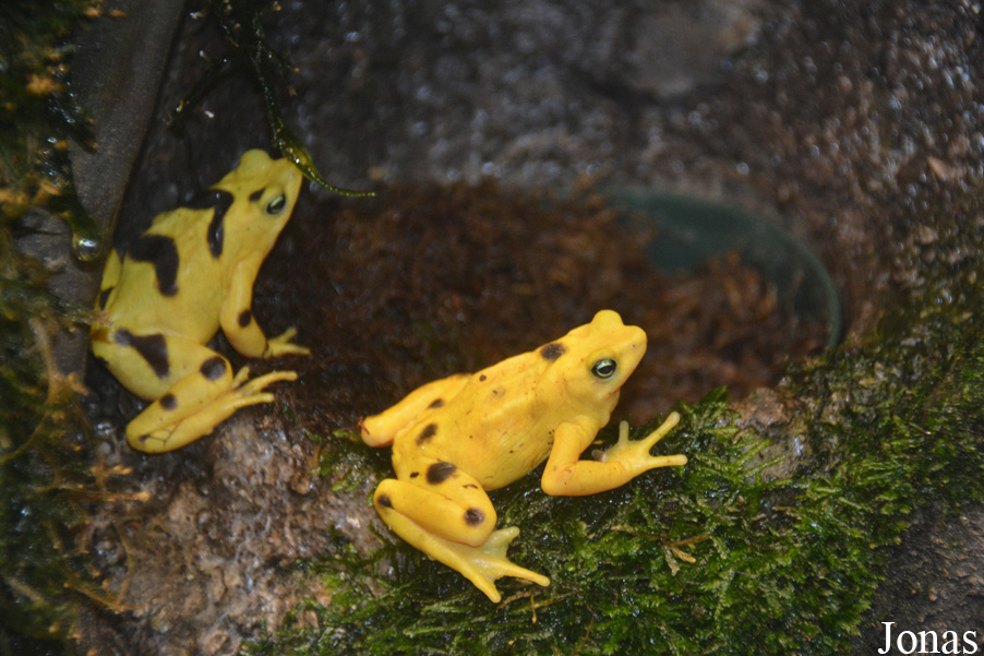 Atelopus zeteki
