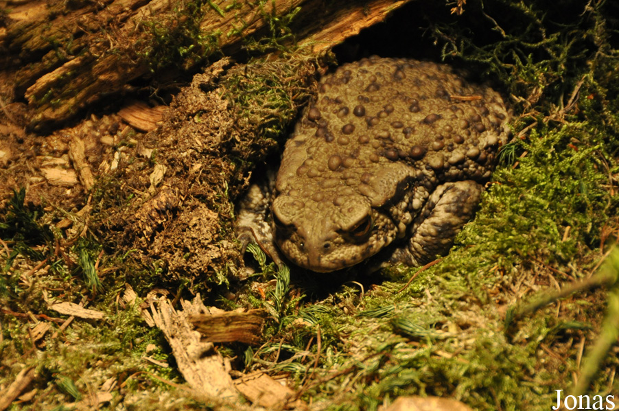 Bufo bufo