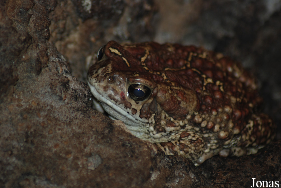 Bufo mauritanicus