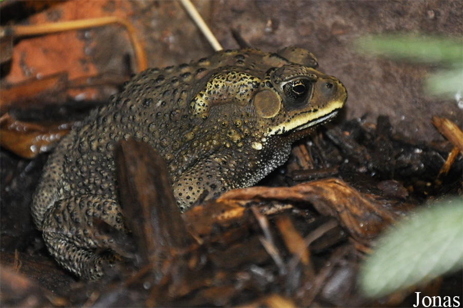 Bufo melanostictus