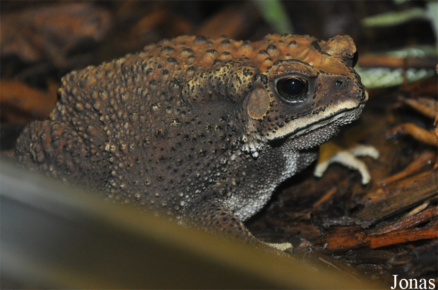 Bufo melanostictus