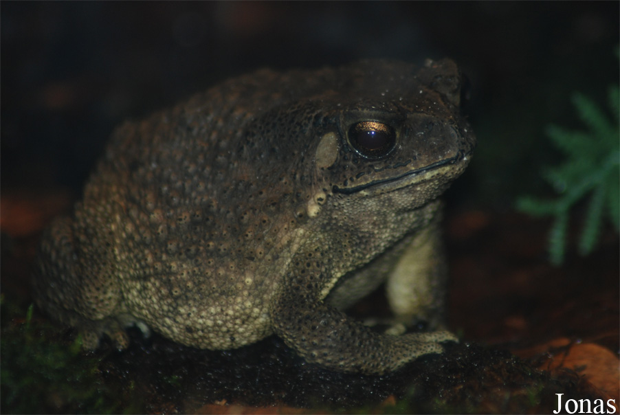 Bufo melanostictus