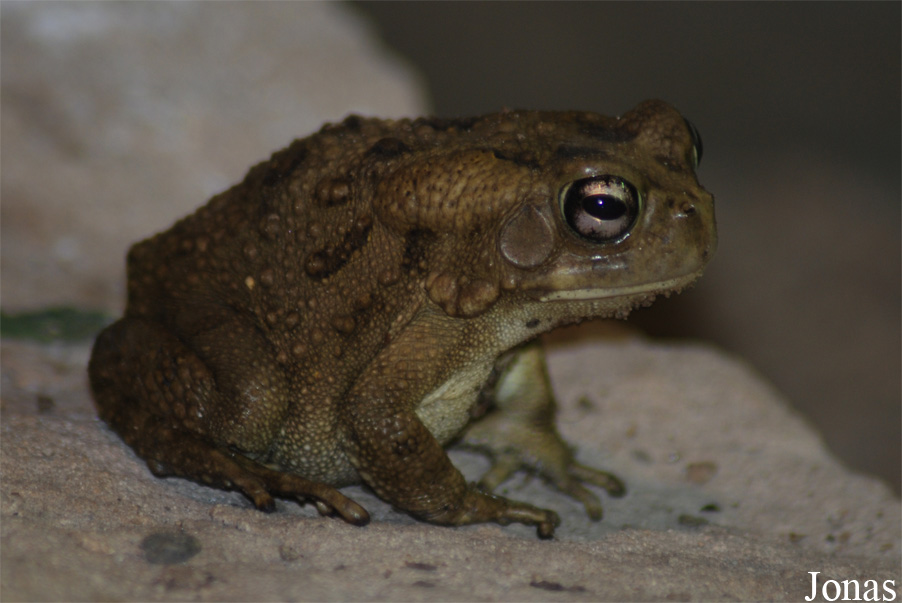 Bufo regularis