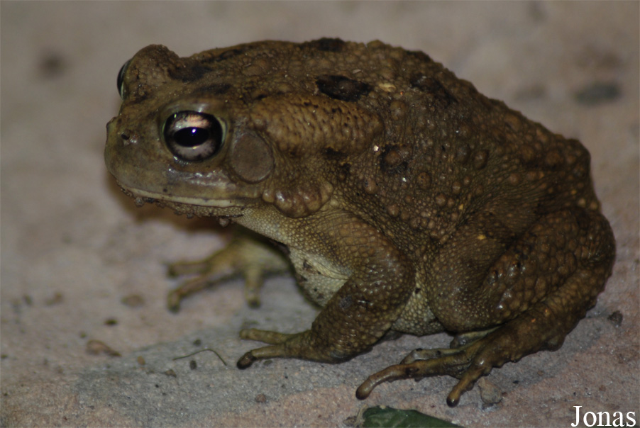 Bufo regularis