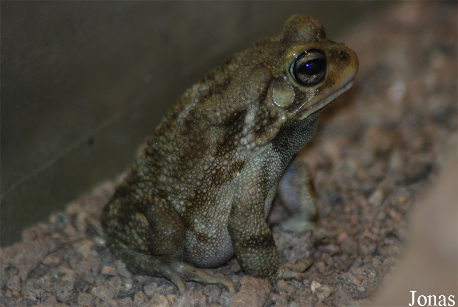 Bufo regularis