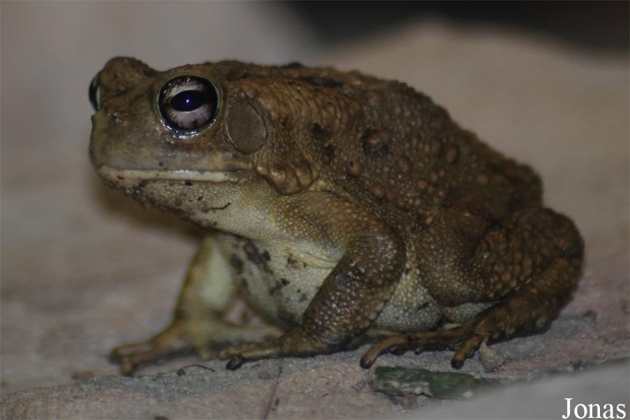 Bufo regularis