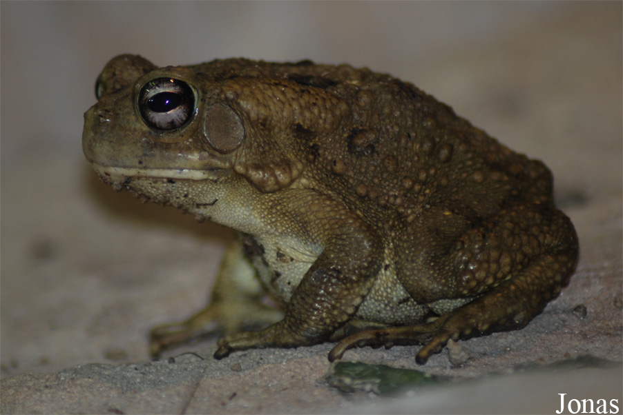 Bufo regularis