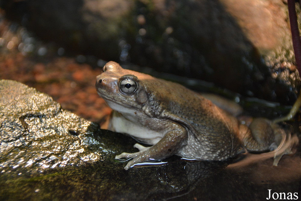 Duttaphrynus dhufarensis