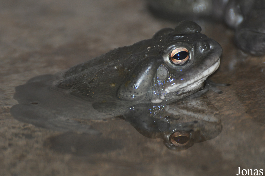 Incilius alvarius