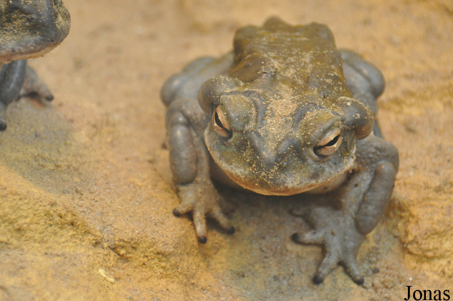 Incilius alvarius