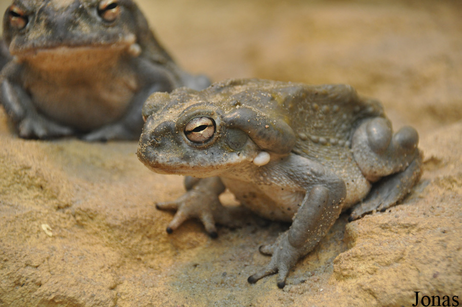 Incilius alvarius