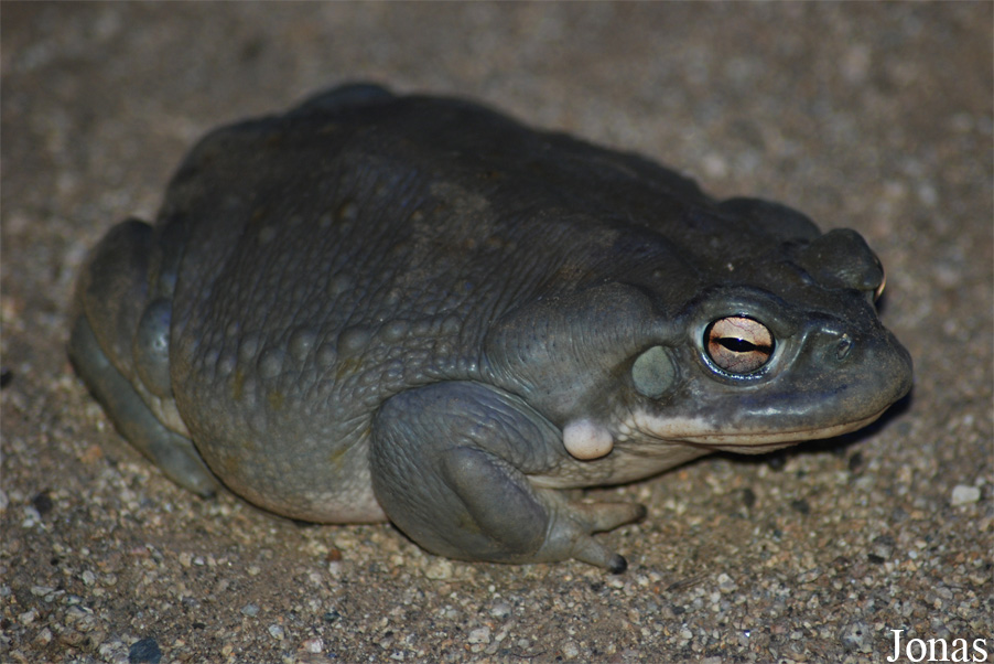 Incilius alvarius