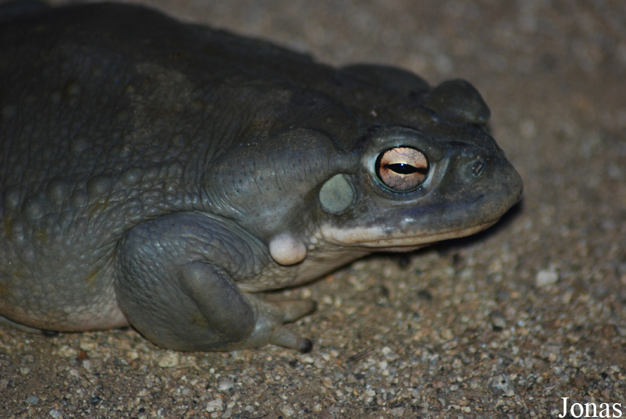 Incilius alvarius