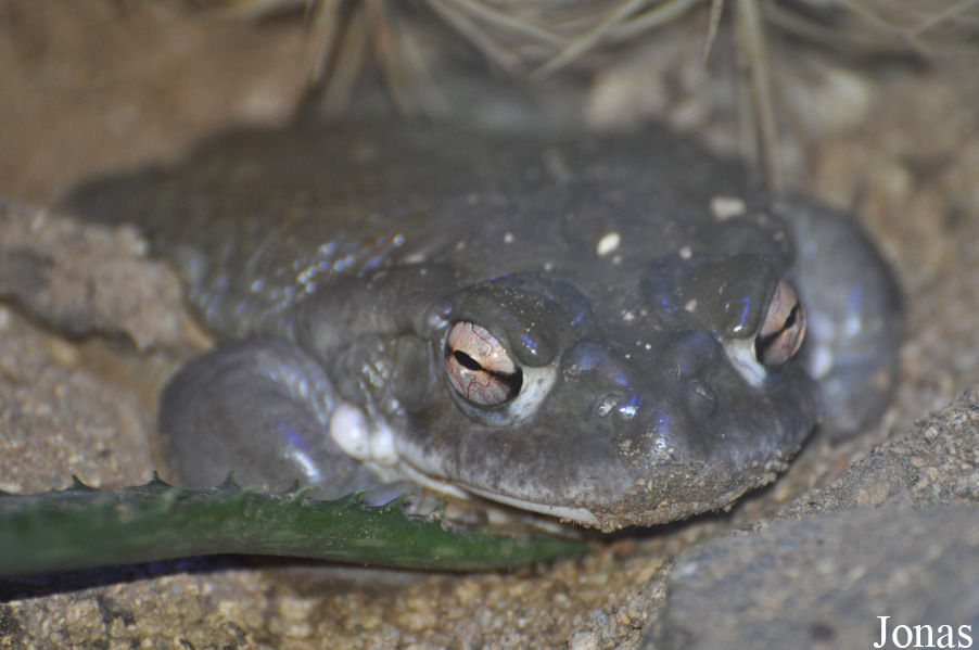 Incilius alvarius