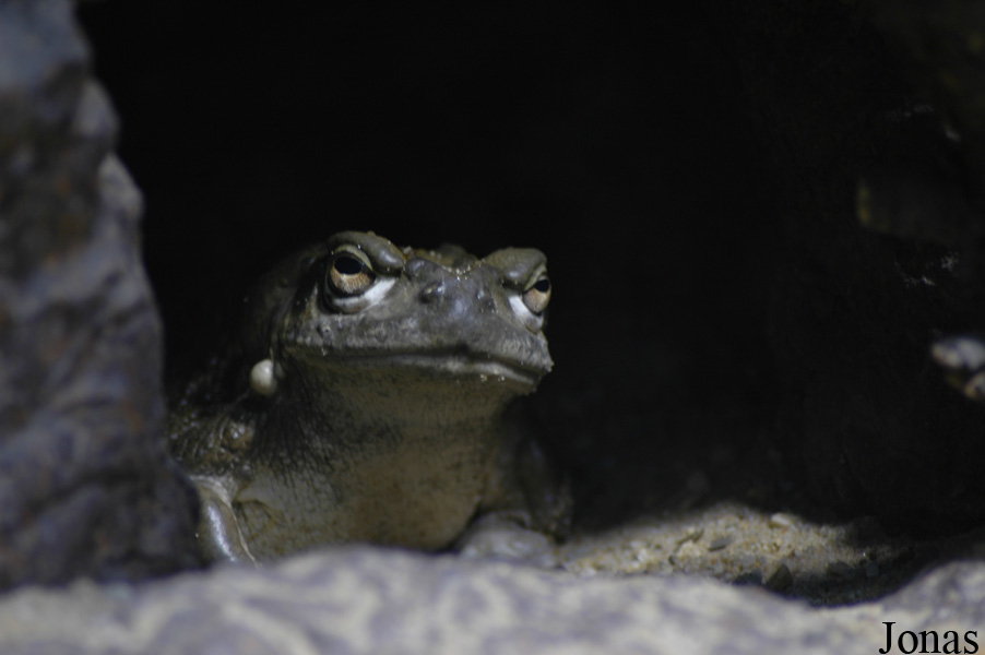 Incilius alvarius