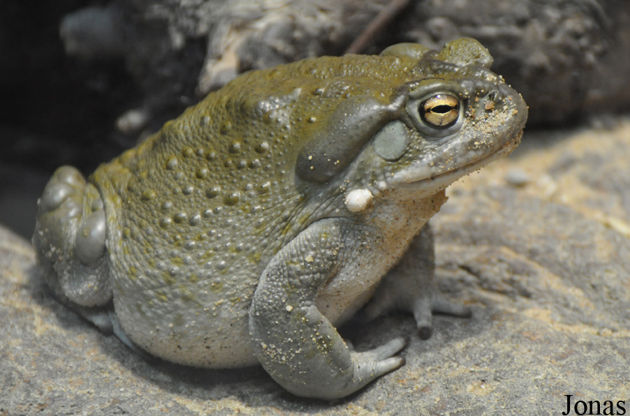 Incilius alvarius