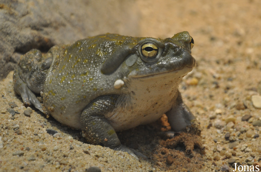 Incilius alvarius