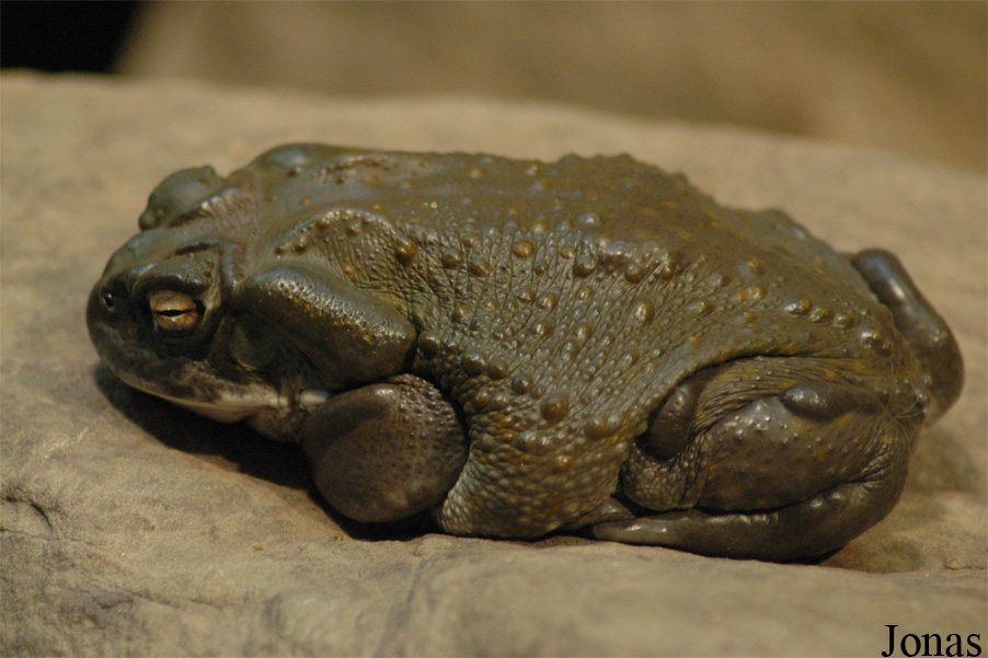 Incilius alvarius